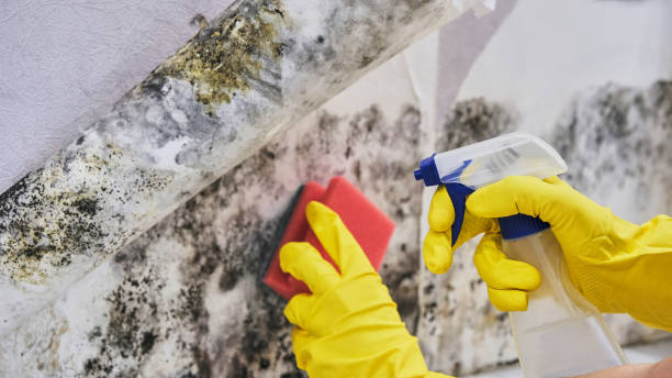 Why You Should Choose Our Mold Remediation Services in Pitcairn, PA